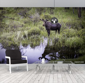 Picture of Moose reflection